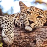 c3rzvlrr7jcid6vbwik9