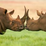 595118470997f41d6ae27add_Rhinos-in-Ngorongoro-Crater-Tanzania-safari-by-z