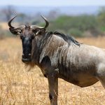 tarangire-wildebeest-safari